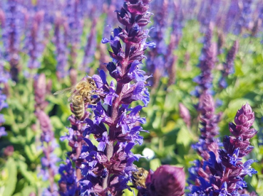 Salvia nemorosa Ostfriesland